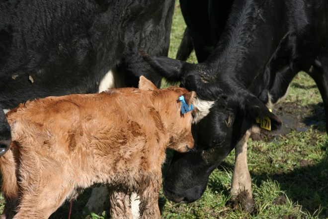 Our first calf, getting some love from mom.